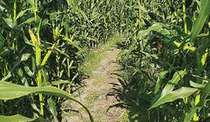 McAuley Corn Maze opens for the season